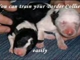 Border Collie Training