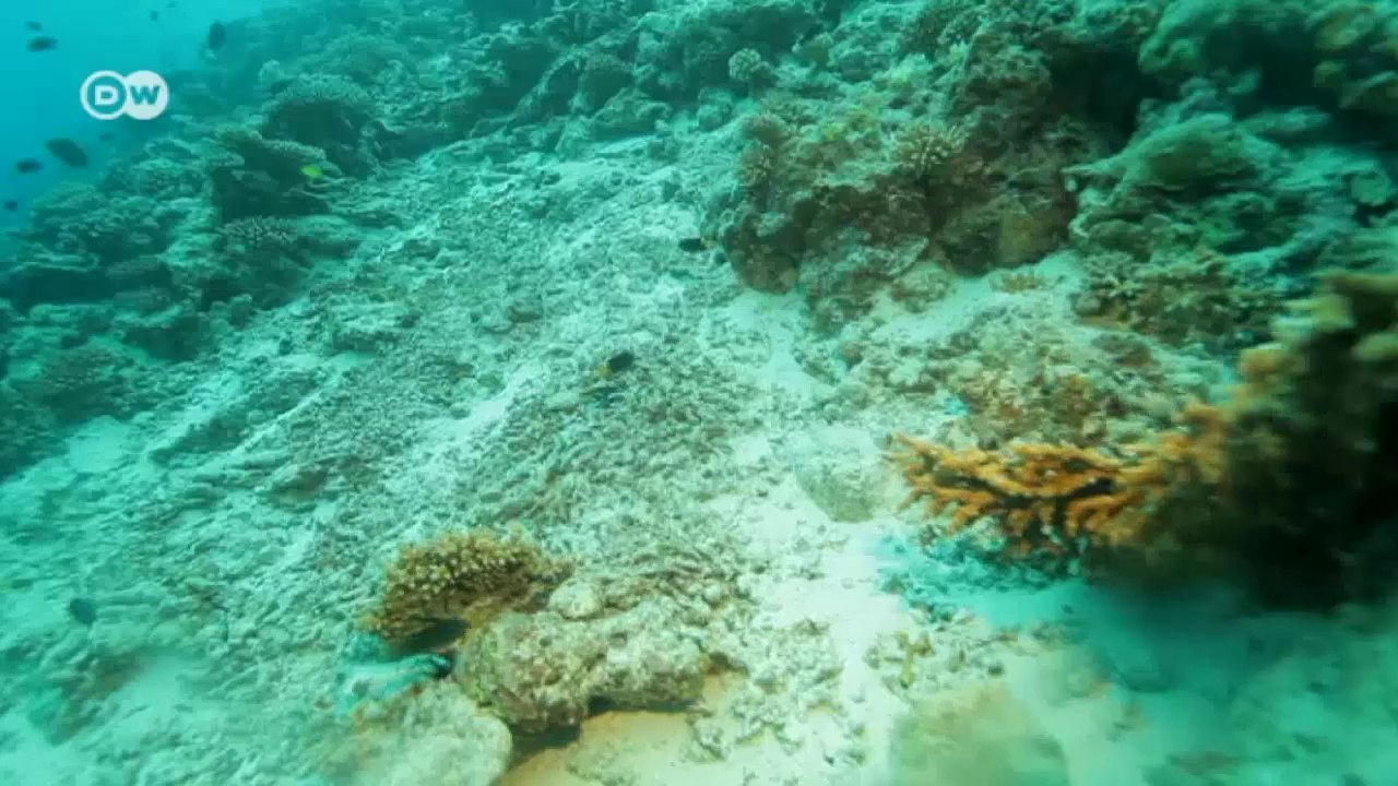 Rettung am Korallenriff | Global Ideas