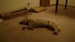 Lmao! Sleeping Dog Runs Into Wall! Must Watch :)