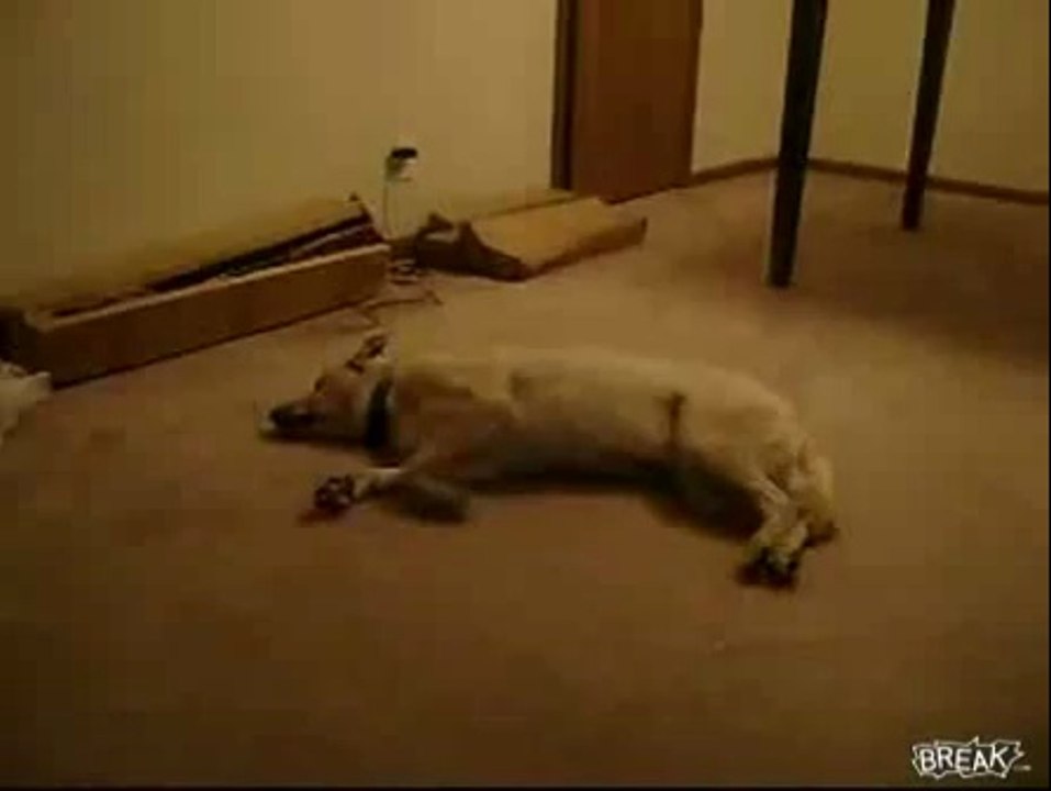 Lmao! Sleeping Dog Runs Into Wall! Must Watch :)