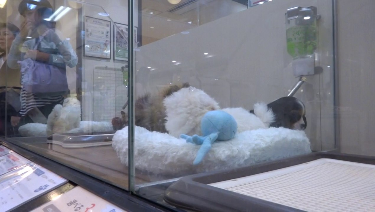 Baby puppies~