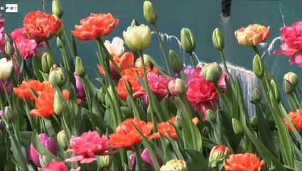 Las flores invaden el castillo de Groot-Bijgaarden en primavera