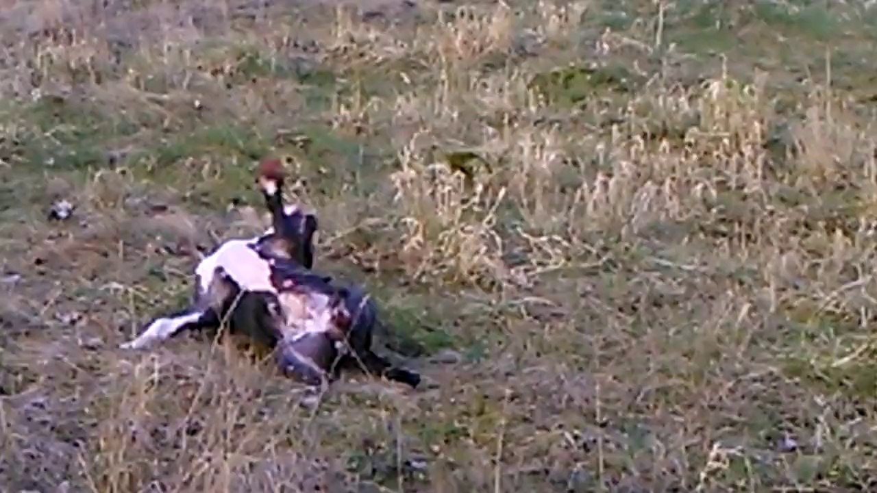 Hunt preparations.