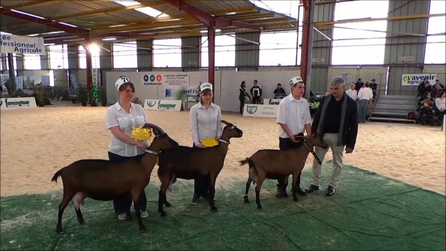 30 MARS 2014 / C.A.P: Caprin Avenir Passion, Open Show caprin, Château-Gontier (Mayenne) THIERRY DAILLEUX THIERRY DAILLEUX