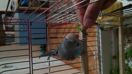 Tosunun nane ile imtihanı