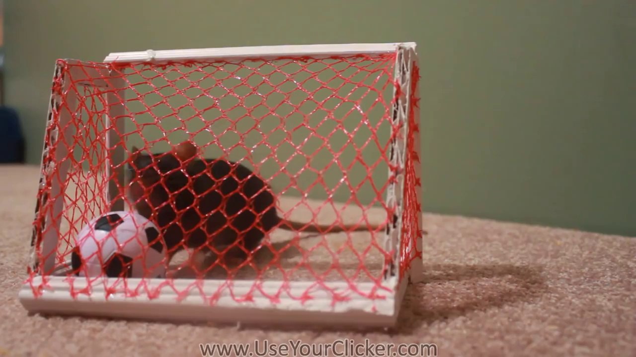 Epic Rat Tricks