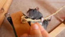Amazing tricks
