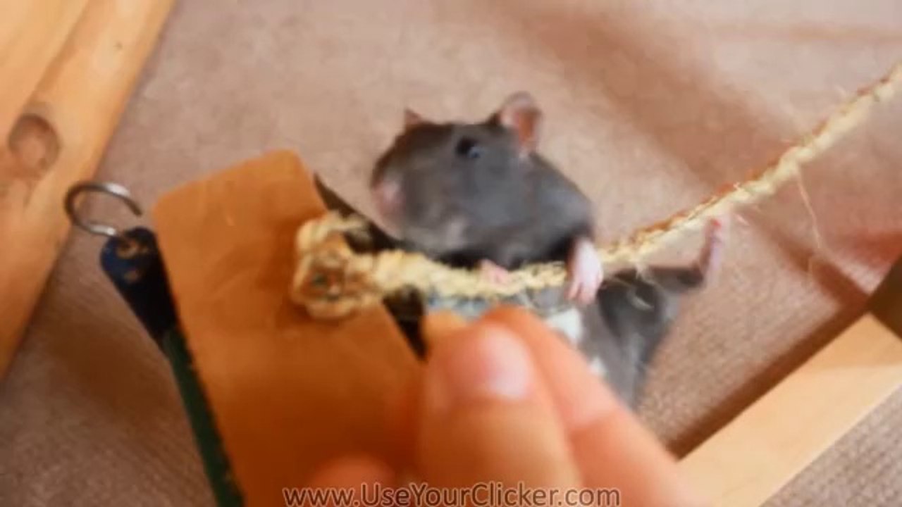 Amazing tricks