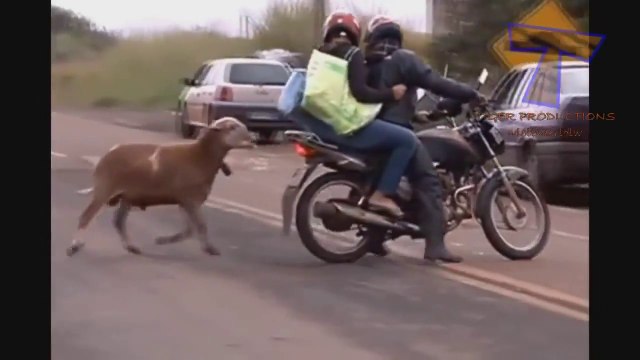 Animals are pain in the a** - Funny animal compilation