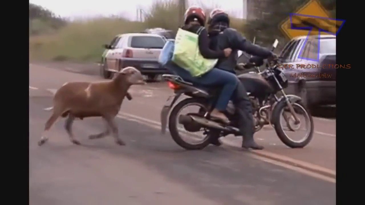 Animals are pain in the a** - Funny animal compilation