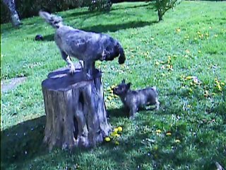 Chanel et Jaudy à 11h ce matin