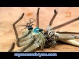 Jumping Jack Ants vs Huntsman Spider  Monster Bug Wars