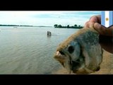 Piranha attack: 70+ injured by piranhas in Argentina's Parana river