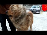 How do you bribe Chinese politicians? Give them Tibetan mastiffs, seriously!