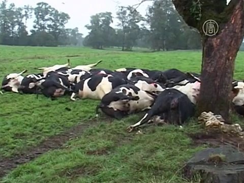 В Чили молния убила более 60 коров