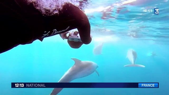 Il photographie les dauphins de la Méditerranée