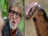 Snake Found At Amitabh Bachchans Bungalow
