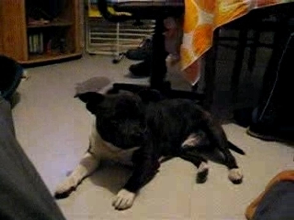 Alpha et son copain