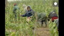 Les producteurs du Nouveau monde ont porté la production de vin mondiale en 2013