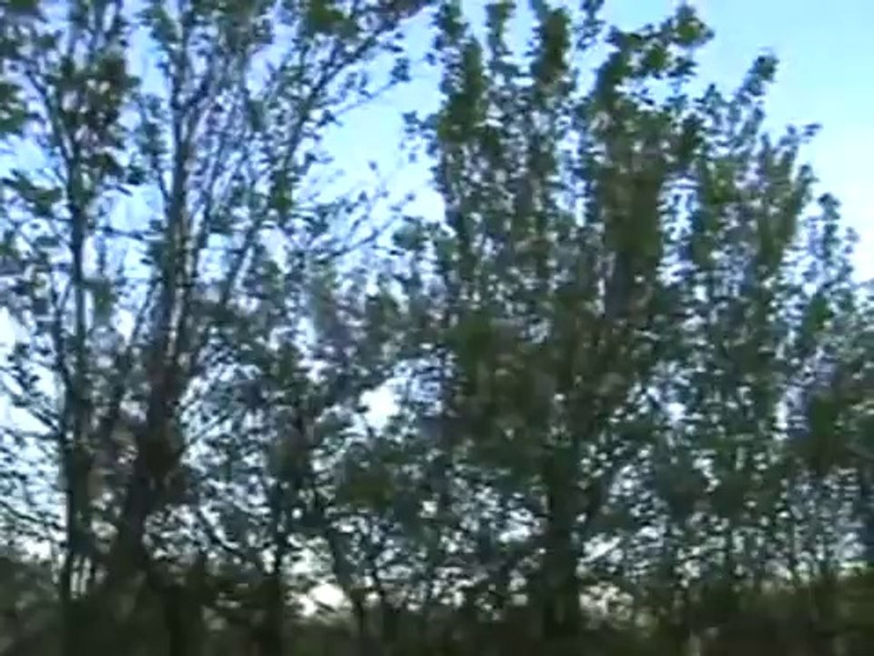 şavgı bey