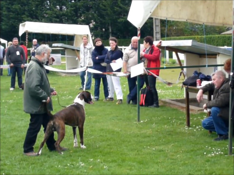 Boxer GIOTTO du Dolon RE Picardie 2014