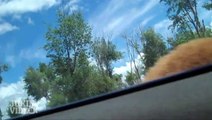 Bear Opens Car Door | Scary Hitchhiker Wants A Ride!