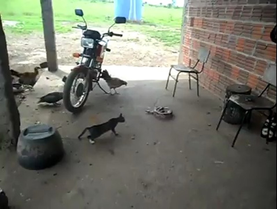 Korkudan feleğini şaşıran kedi