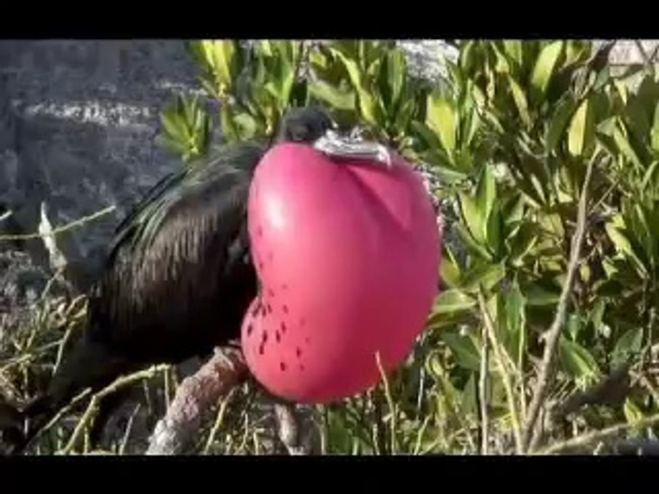 Galapagos Islands Animals & Wildlife - Animals In The Galapagos