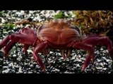 The Galapagos Sally Lightfoot Crabs on a Galapagos Cruise with Quasar Expeditions