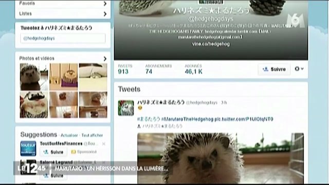 Marutaro, le petit hérisson star du web