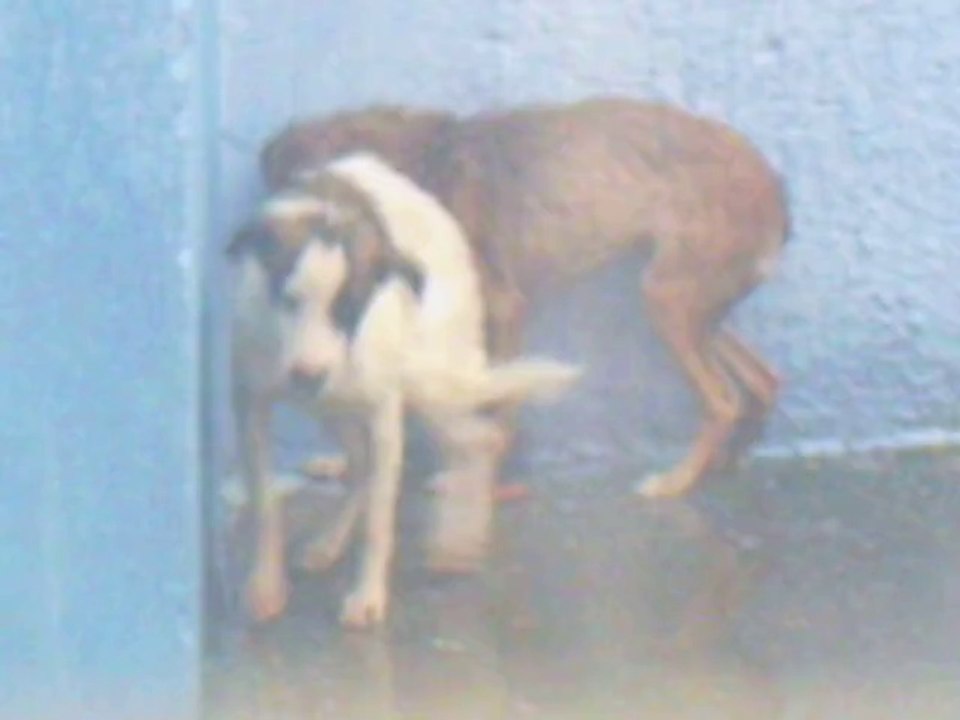 Acuado
