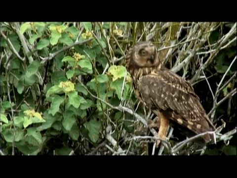 Galapagos Birds: Watch Birds Of The Galapagos Islands with Quasar