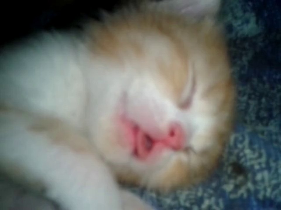 Chatons Luna/Drago 20 jours - dans le carton 2