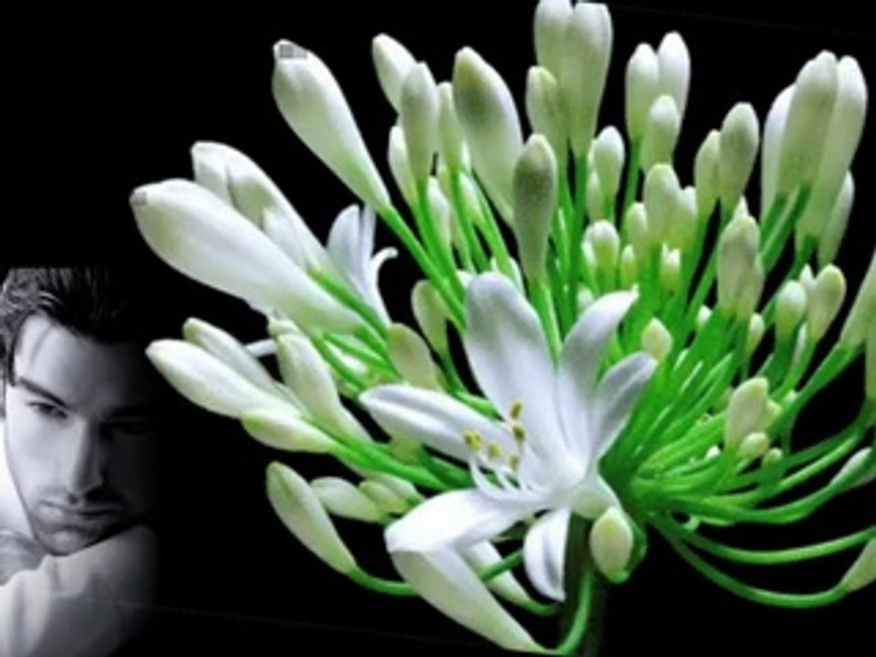 Elias Rahbani - Beloved -