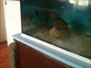 Tropheus Redreinbow kasanga