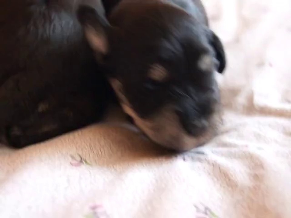 bébés schnauzers nains noir et argent