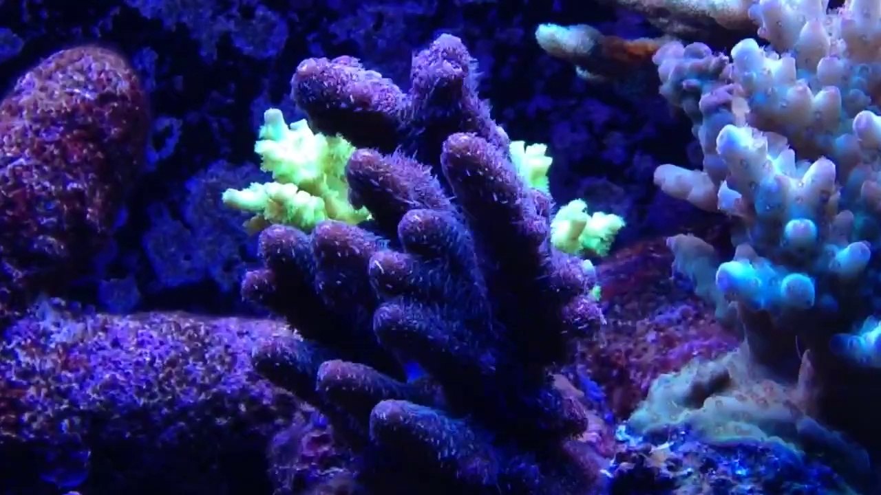Reef2