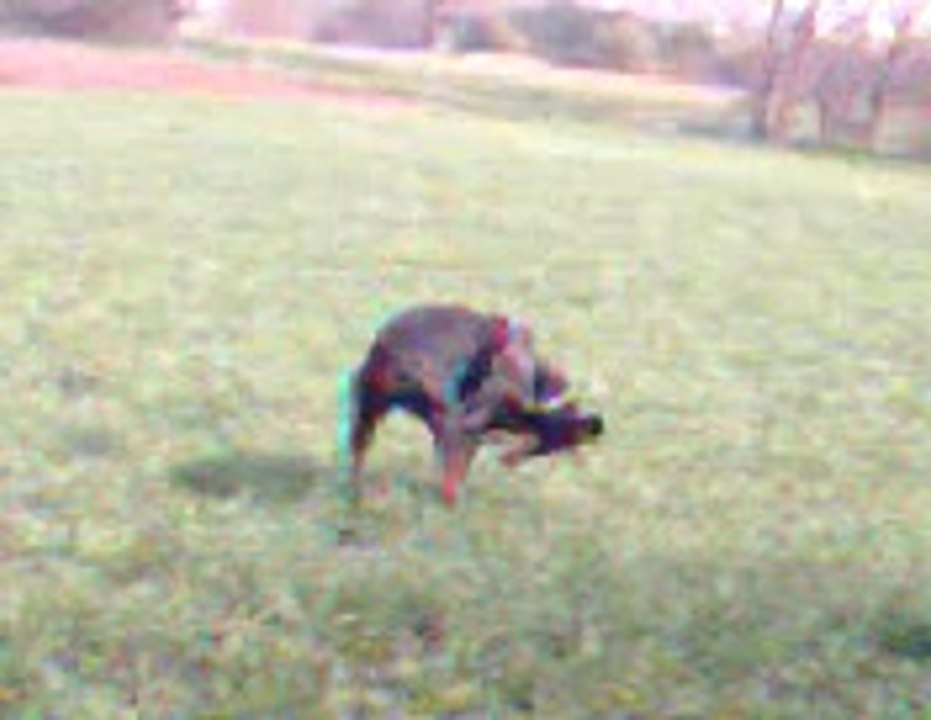 Patatoune s'entraine