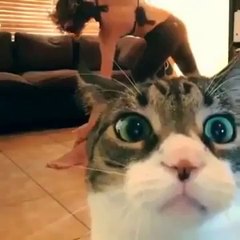 Kedi kedi kediii - Takozovic