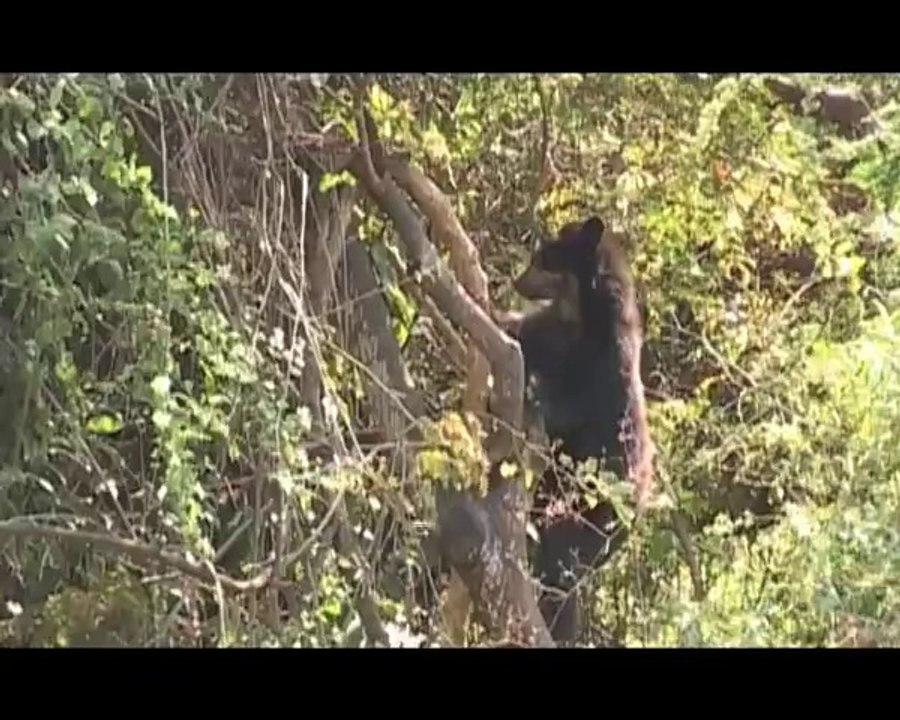 Chaparri, les sept ours de la montagne sacrée - bande annonce
