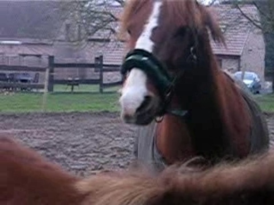 Cheer et sa pouliche Dream