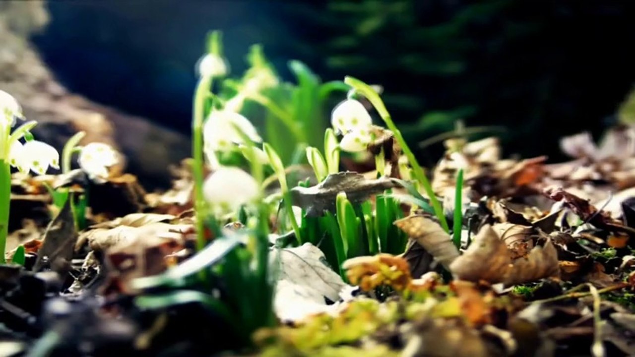 Diyanet İşleri Başkanlığı - Din Samimiyettir