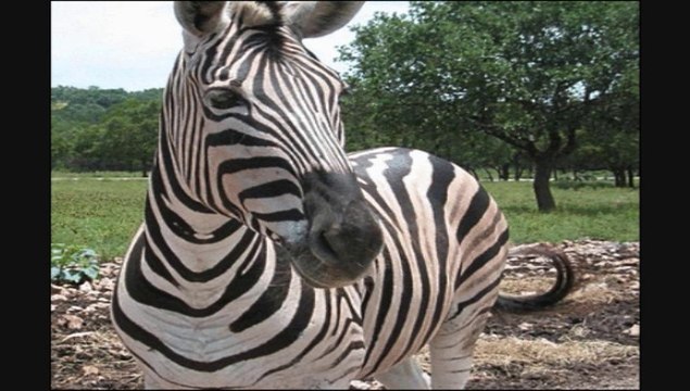 Wild Animals Sounds for Children - video Dailymotion