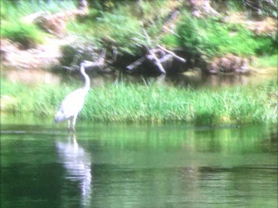 セ・マ・ヴィ (わが人生) C'est ma vie (サルヴァトーレ・アダモ & Salvatore Adamo) シャンソン / 訳詞初稿 Sima