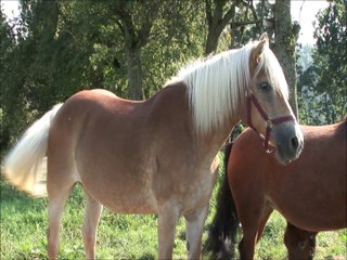 Fun Farm Animal Facts for Children - Kids Learning Video