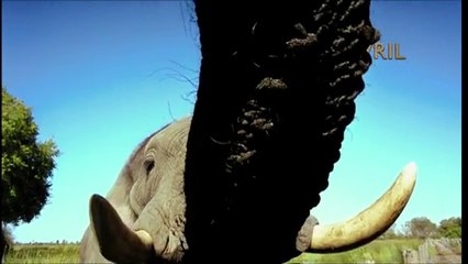 African Safari 3D - "Teaser"