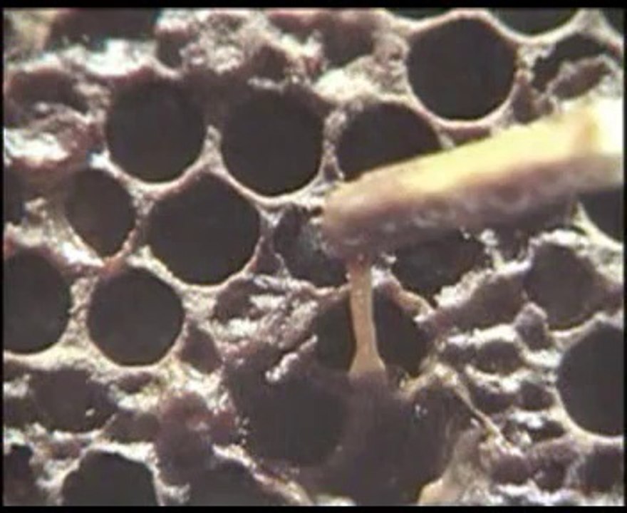 Arı Hastalıkları ve Zararlıları