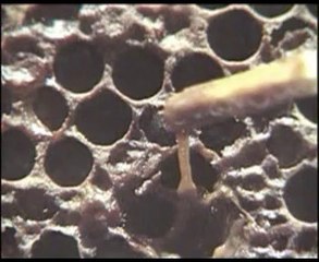 Arı Hastalıkları ve Zararlıları