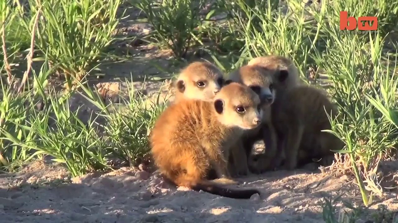 Adorable Suricate joue avec un photographe.