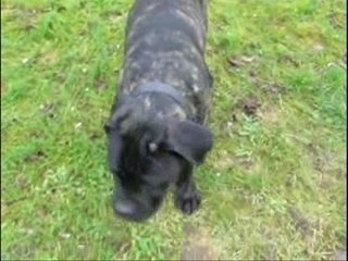 cane corso : collier anti aboiements